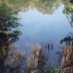 Mangrove Walk - 6th Jan 2018